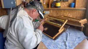 Первые отводки. Первая прививка маток.