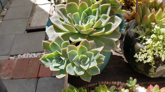 Part 6 Crested Succulent/Sen Đá Biến Thể - Cô Út Củ Chi l Cuộc Sống Mỹ #65 смотреть онлайн