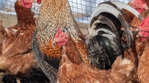 Пересадка петуний, выношу рассаду в теплицу.