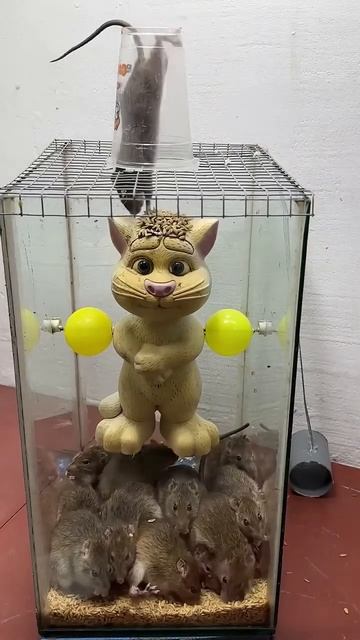Funny🤣 #cat #mousetrap #pets #rattrap #animals #bucketmousetrap #cattrap #mouserat #kitten #cute смотреть онлайн