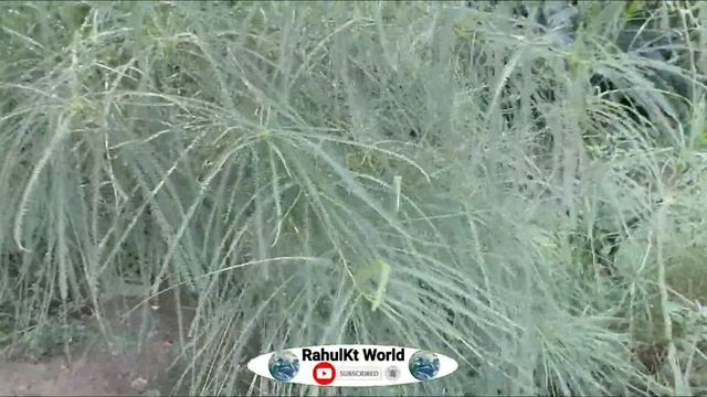 Parkinsoniya Tree पार्किंसोनिया का पेड़ कैसा होता है उसकी पत्ती फूल पौधा पूरा वीडियो देखें смотреть онлайн