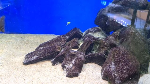 Tropheus Ilangi WF female смотреть онлайн