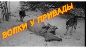 ОХОТА на ВОЛКА - Спасаем ягнят