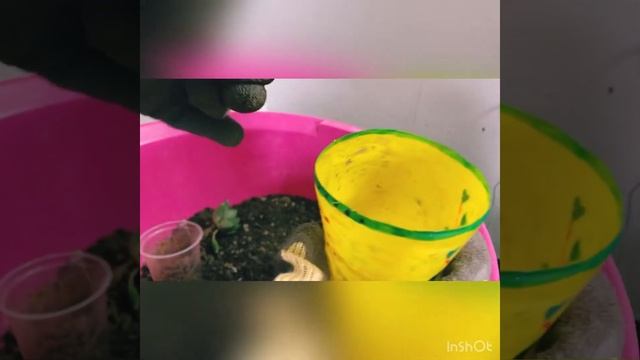 Haworthia Cooperi Care/Repotting 🧚🏻♀️ смотреть онлайн