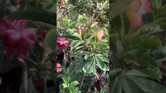 My adenium mini garden rooftop/Adenium rooftop garden #plants #yearofyou #Shorts #adenium #garden смотреть онлайн