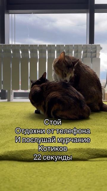Отдохнули ? #shortvideo #cat #кот #кошкавдоме #юмор #cute #funny #котик #кошки #catlover смотреть онлайн