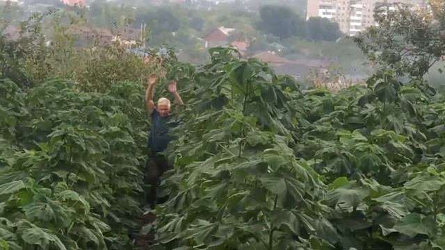 Питомник павловний «Paulownia-SWS”, 18.09.22 смотреть онлайн