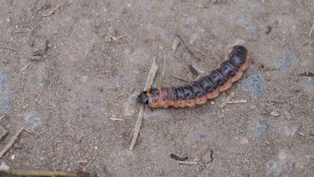 Спасли от закатывания в асфальт гусеницу бражника смотреть онлайн