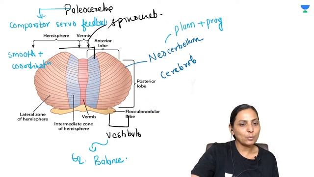Physiology Mixed Bag MCQs | NEET PG & FMGE | Dr. Reena Kaur смотреть онлайн