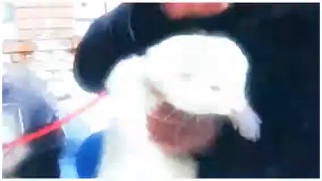 день города смотреть онлайн