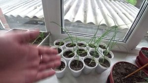 Выращивание лука-чернушки. Результаты эксперимента