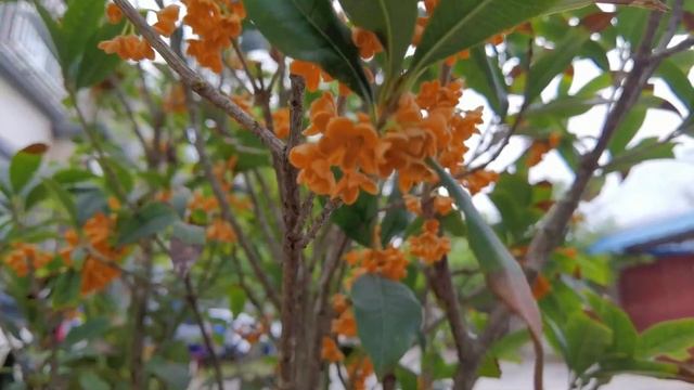 桂花 guì huā - Osmanthus смотреть онлайн