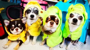 ГОРЫ ПОКУПОК: Что заказали для питомцев? Огромная распаковка 🛍️🐶