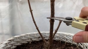 Гортензия Металлика. Весенняя обрезка. #металлика#метельчатая#гортензия#весенняя#обрезка#metallika#