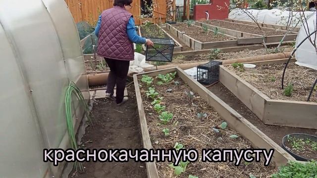 Цветёт МИНДАЛЬ🎋Работать НЕЛЬЗЯ:Земля-именниница, но руки чешутся😊 смотреть онлайн