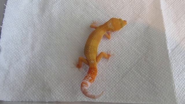 Sunglow Tremper albino Leopard gecko смотреть онлайн