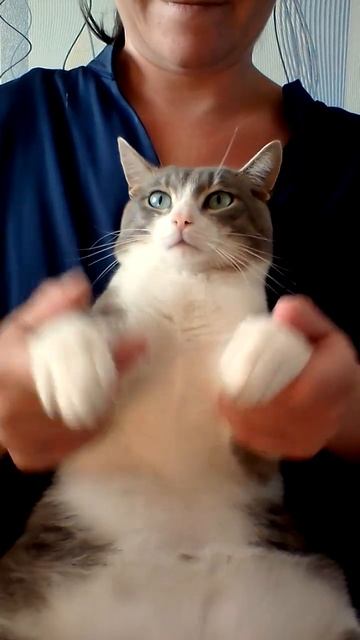 котенок машет лапками 😃❤️💛🐱😊🐈 смотреть онлайн