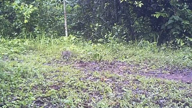 Leopard Cat Prionailurus bengalensis - Wildlife of Thailand смотреть онлайн