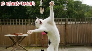 Приколы с котами! - С ОЗВУЧКОЙ! Смешные коты и КОШКИ!!! Самые смешные животные! угар!
