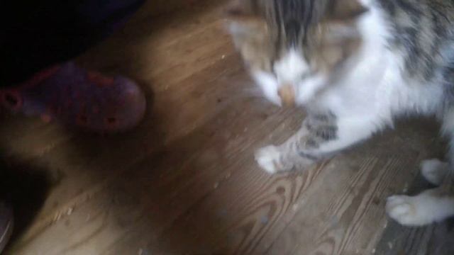 Кот Эндер ест кошачью мяту [6] •...• смотреть онлайн