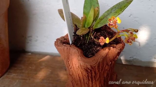 Mini orquidea oncidium nanum смотреть онлайн