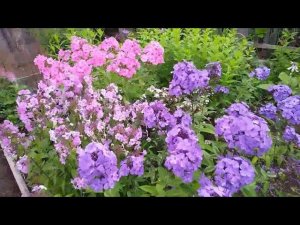 Дом,лес,дача вот так прошёл мой день