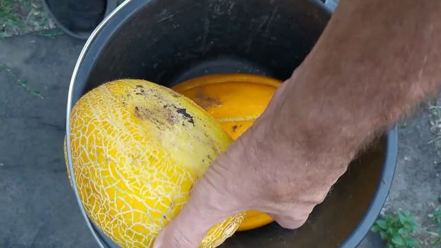 👍ДЫНИ ПОСПЕЛИ. смотреть онлайн