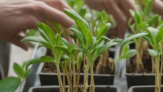 Как вырастить имбирь - Сад-огород