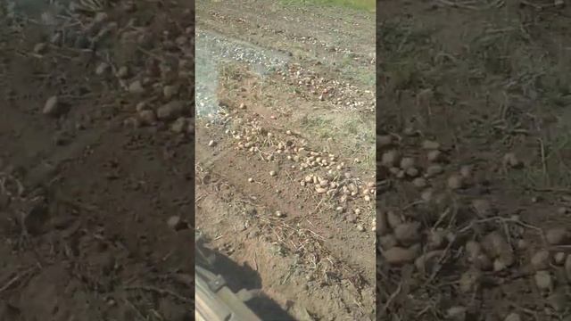 Копка картофеля на прицепной капалке. смотреть онлайн