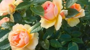 Обзор посылки саженцев роз из питомника "Красная роза 🌹" Весна 2025 год.