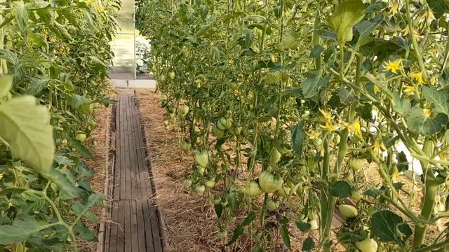 Обзор томатной теплицы. 29.06.22 смотреть онлайн