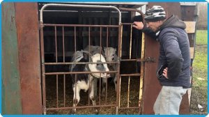 ПЕРЕВОДИМ ТЕЛЯТ НА ЛЕТНЕЕ СОДЕРЖАНИЕ И ЗАНИМАЕМСЯ ДОМАШНИМИ ДЕЛАМИ, ЖИЗНЬ В КУРСКОЙ ДЕРЕВНЕ