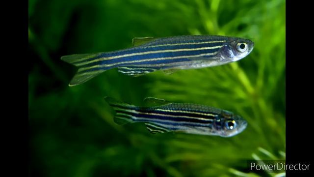 5 peixes que VIVEM em ÁGUA com pH NEUTRO смотреть онлайн