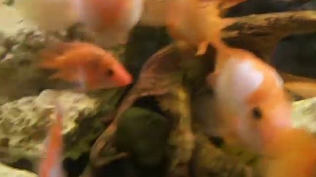 Природознавчий музей. Київ. Акваріум-2. смотреть онлайн