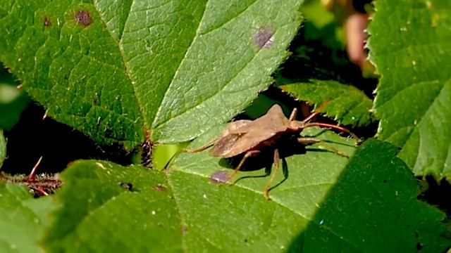 The Dock Bug смотреть онлайн