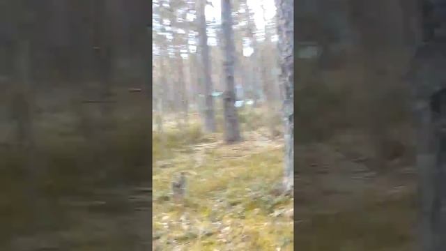 Фестиваль в Громово смотреть онлайн