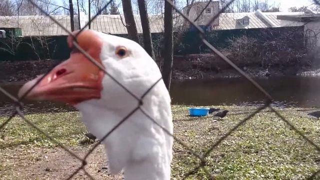 Важный гусь смотреть онлайн