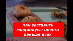 Проращивание гладиолусов