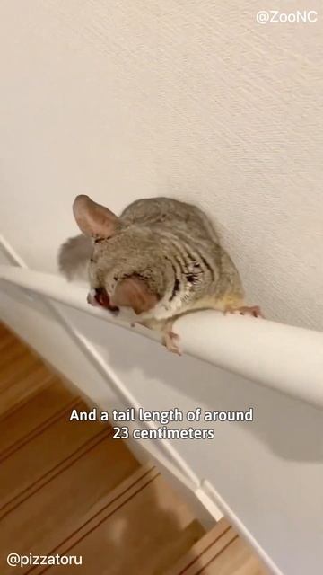 One of the cutest animals from Africa (Galago Moholi) смотреть онлайн