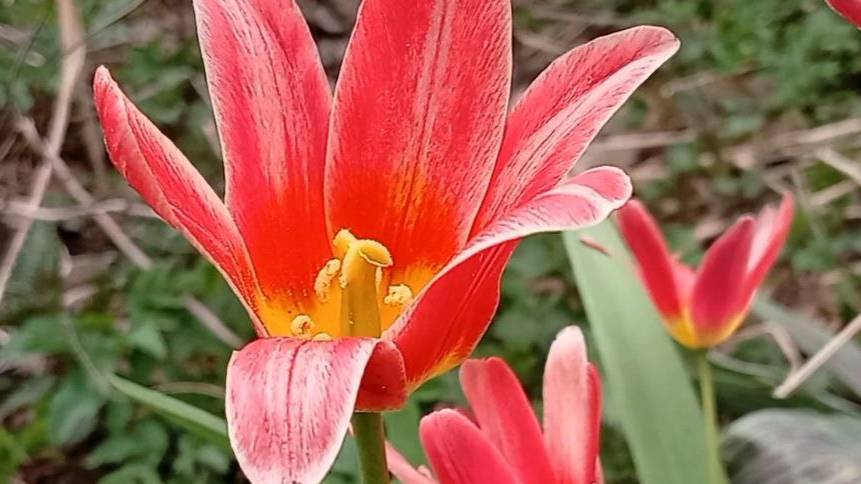 Первые весенние цветы смотреть онлайн