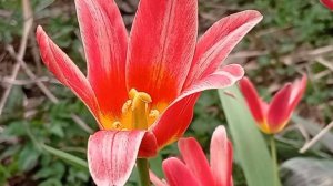 Первые весенние цветы