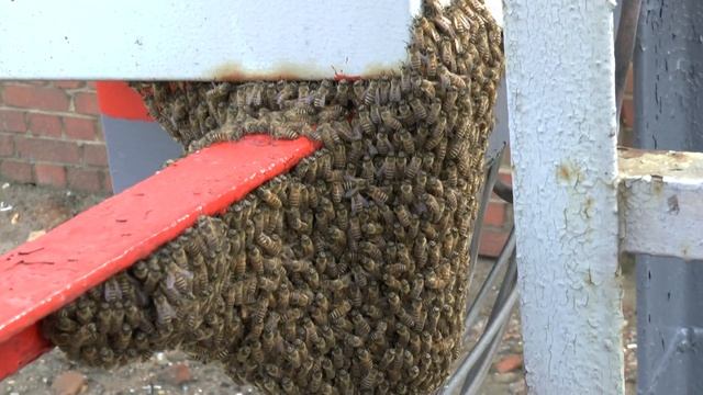 Экссклюзивное видео улетевшего пчелиного роя. смотреть онлайн
