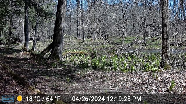Trailcam April-Jun 2024 смотреть онлайн