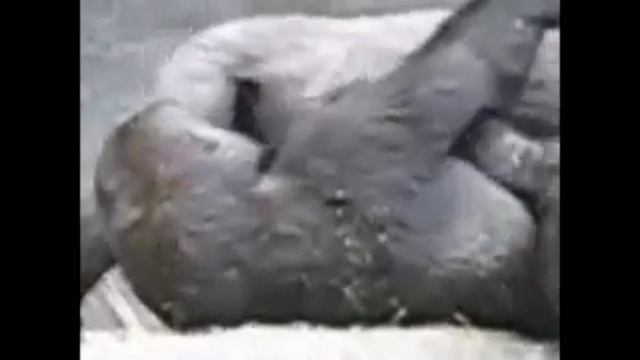 обезьянка смотреть онлайн