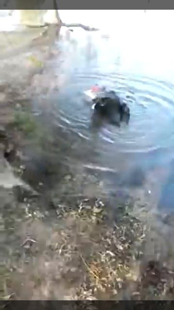 Duck Fucking duck смотреть онлайн
