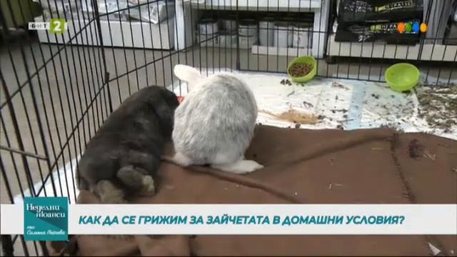 Певицата Рени представя най-новата си фолклорна песен, Неделни нюанси - 02.05.2021 по БНТ смотреть онлайн