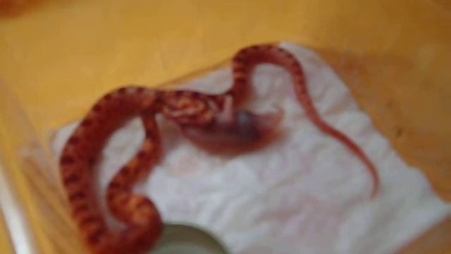 corn snake eating смотреть онлайн