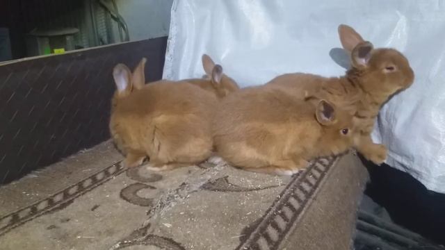 Нзк крольчата смотреть онлайн