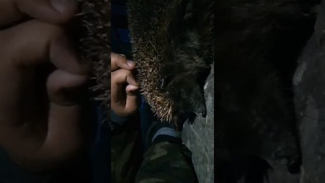 Кароче говоря,нашли ежа！ смотреть онлайн