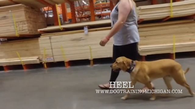 Fox Red Lab "Tris" l Amazing Obedience l Dog Training Detroit смотреть онлайн